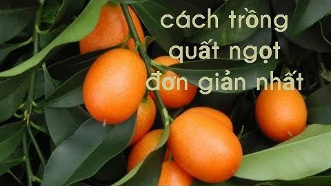 Cách mình trồng một cây quất ngọt #nhathuy