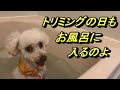 115. トリミングに行ってきたわよ🐶