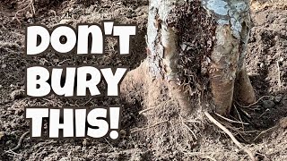 This Can Kill Your Tree! Expose The Root Flare!