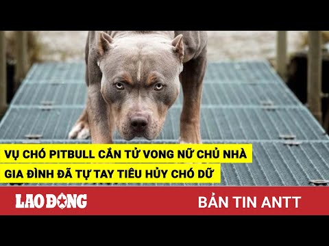 Video Tối 1/9 | Chó Pitbull cắn tử vong nữ chủ nhà ở Thanh... - youtube