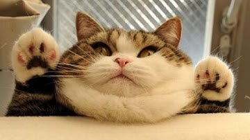 Funny Cats Compilation (Most Popular) Part 1