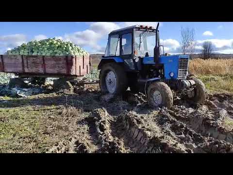 belarus traqtor mtz 80. Ruisi.