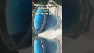 శంఖు పుష్పం టీ butter fly pea flower tea medicinal benefits part 2 acoolteacher butterflypeaflower