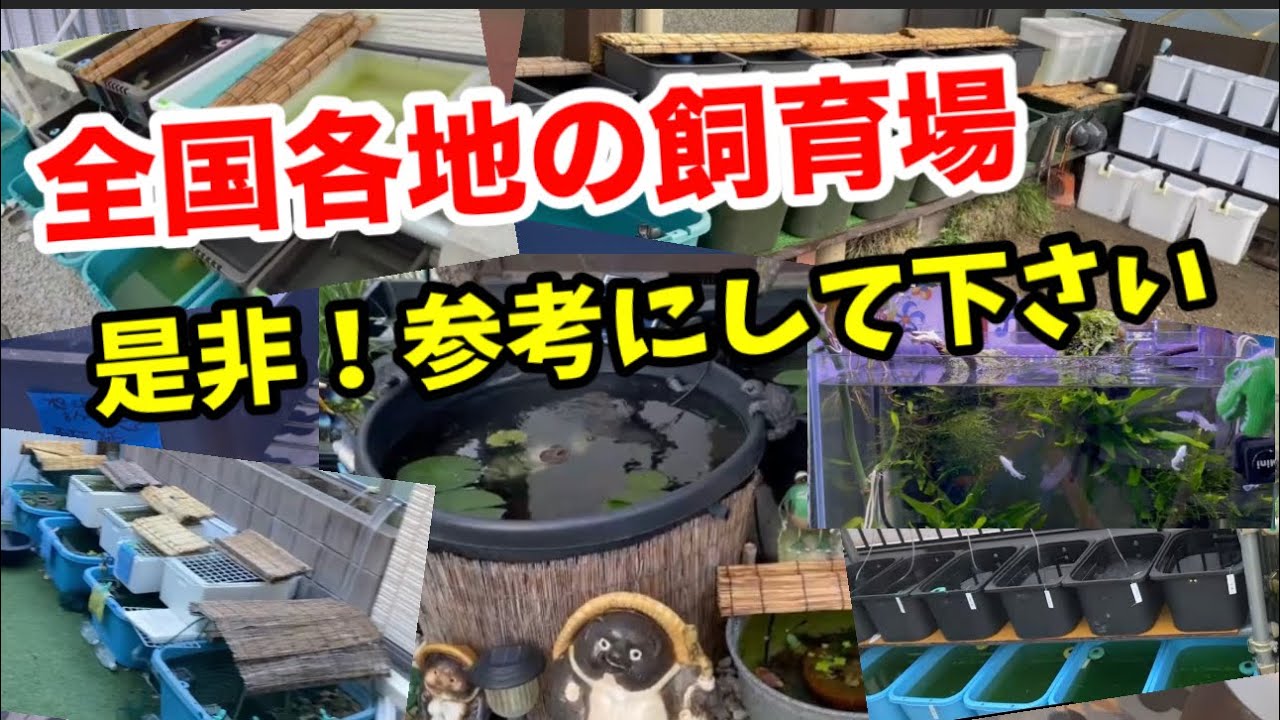 全国のメダカ飼育場を紹介！【メダカ】
