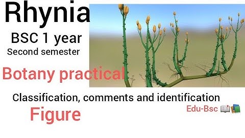 Rhynia#botany practical #bsc 1 year #classification#comment and identification
