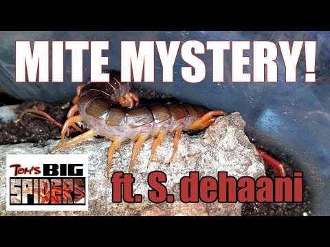 Mite Mystery ft. S. dehaani "Vietnamese Giant Centipede"