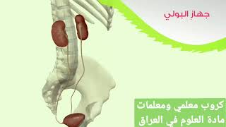 الجهاز البولي الصف الخاس ابتدائي