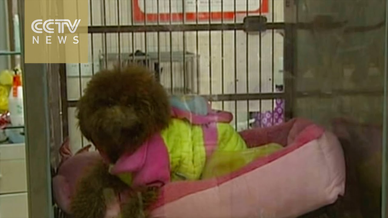 Inside China’s new pet hotels YouTube