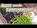 Tomaten - Aussaat und  Anzucht - 17 Tipps vom Profi - Tomaten anbauen im März