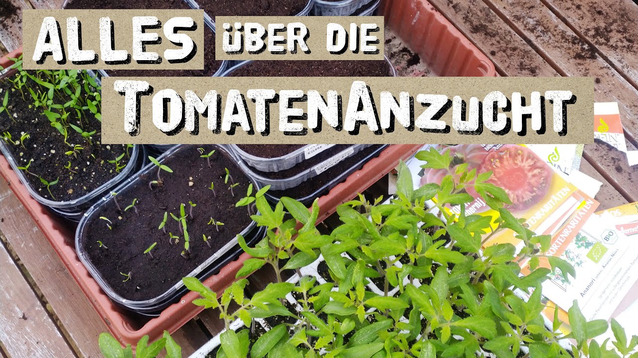 Tomaten Aussaat und Anzucht 17 Tipps vom Profi Tomaten anbauen im