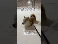 雪が好きすぎる柴犬。 #shorts