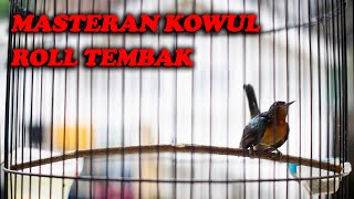 MASTERAN KOLIBRI WULUNG ROLL TEMBAK