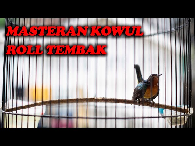 MASTERAN KOLIBRI WULUNG ROLL TEMBAK class=