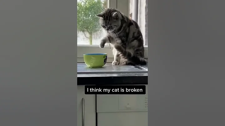 Video 5044361: draw cute baby cat, cute baby cat born, cat cute funny baby