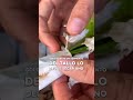 EL CACTUS QUE FLORECE EN NAVIDAD 🌵🎄