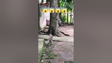 🐍😼 Cat vs Snake Fight | Real Life Animal Fight | Cat Attack Snake