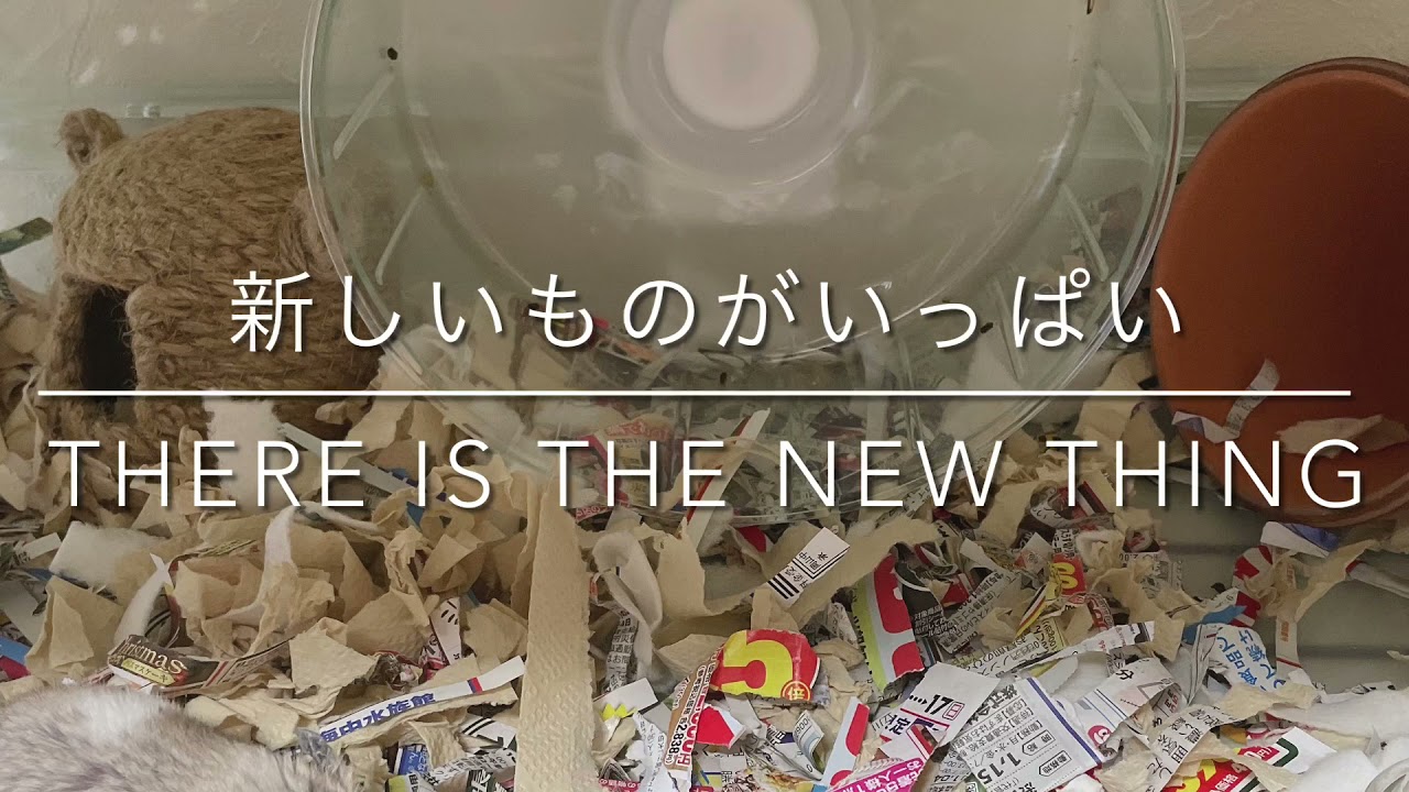 新しいもの　New things