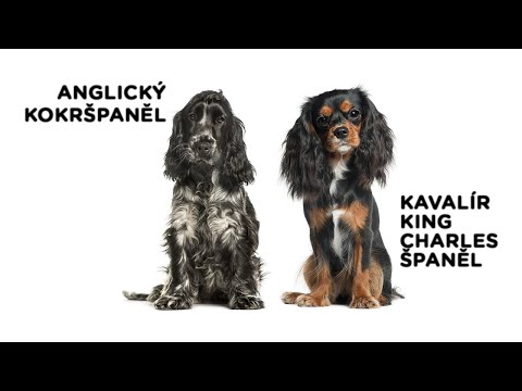 Video: Jak naučit svého psa být výstavním psem