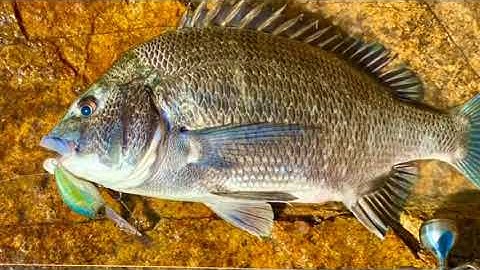 Kỹ Năng Câu Lure Cá Hanh | Chưa Chắc Bạn Đã Biết - Thiên Nhiên Câu Cá