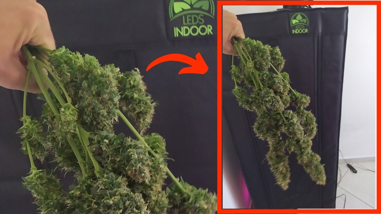 Primeira colheita no meu novo cultivo indoor