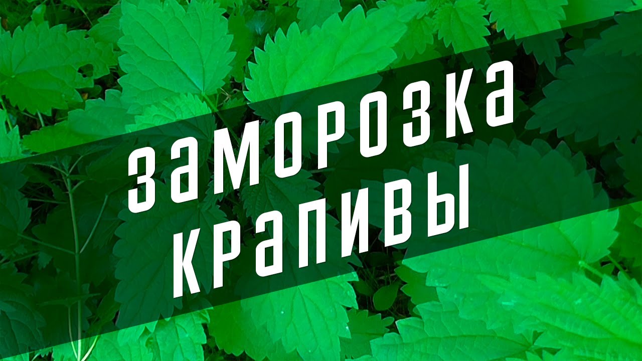 Заготовка крапивы на зиму. Как крапиву сохранить на зиму. Крапива полностью. Замороженная крапива. Крапива на зиму