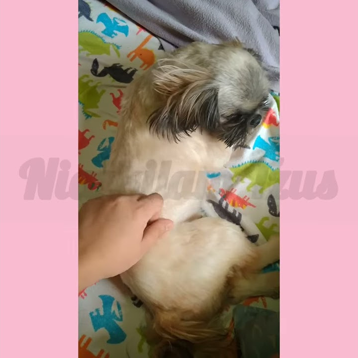 shih-tzu-pregnancy-week-one-youtube