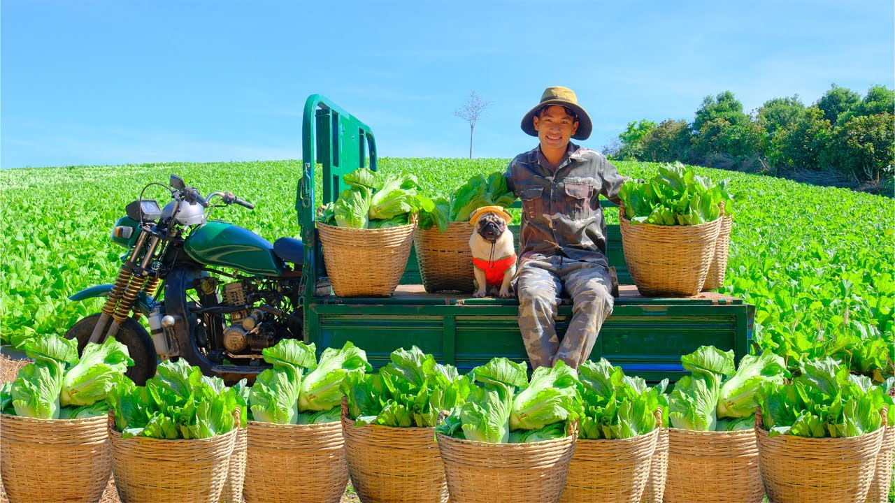 Harvest Mustard Greens To Sell At The Market & Cook – Farm Life Of A  Chairman After Leave The City
