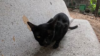 Feeding Stray black cat in pagoda