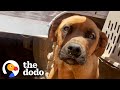 Dog Who Was Tied To A Trailer For A Month Jumps For Joy Now | The Dodo