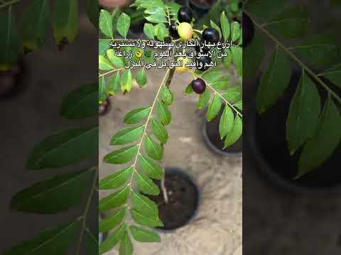 نبات الكاري الذي يستخدم في التوابل