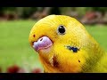 Funny Parrot Videos Compilation