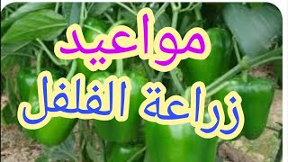 مواعيد زراعة الفلفل