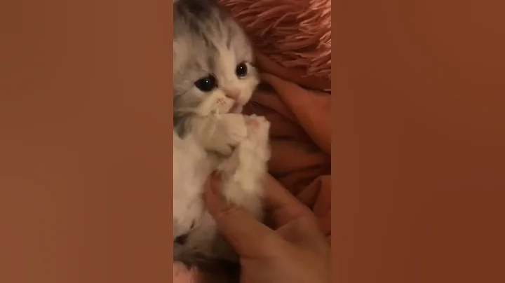 #shorts(check description):It doesn't get any sweeter than this