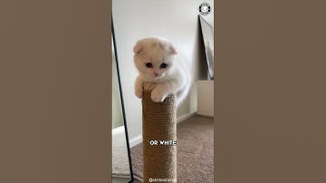 Scottish Fold 🐱 Het schattigste kattenras