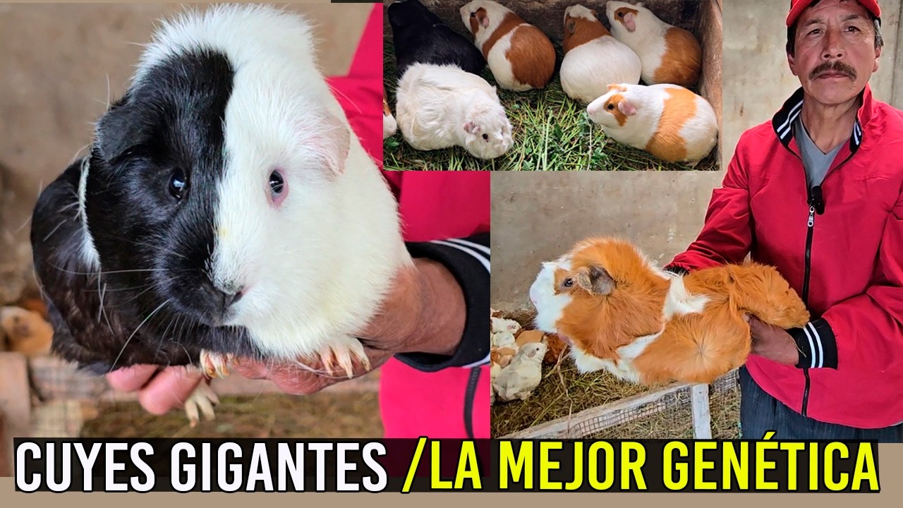 !INCREÍBLE¡ Así es la crianza de cuyes de alta genética/CUYES GIGANTES/El Mejor Cunicultor.