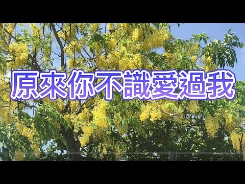 原來你不識愛過我/張永欽/Tenor Sax/20211028