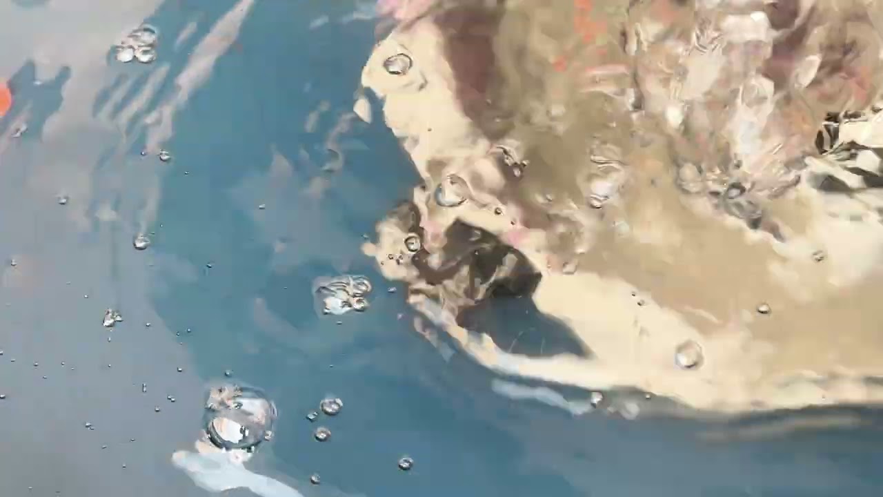 First time fish home 