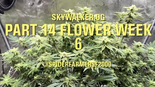 Spider Farmer SF2000 + 4x2x6 Grow Tent + 6” Clip Fan Skywalker OG Flower Week 6