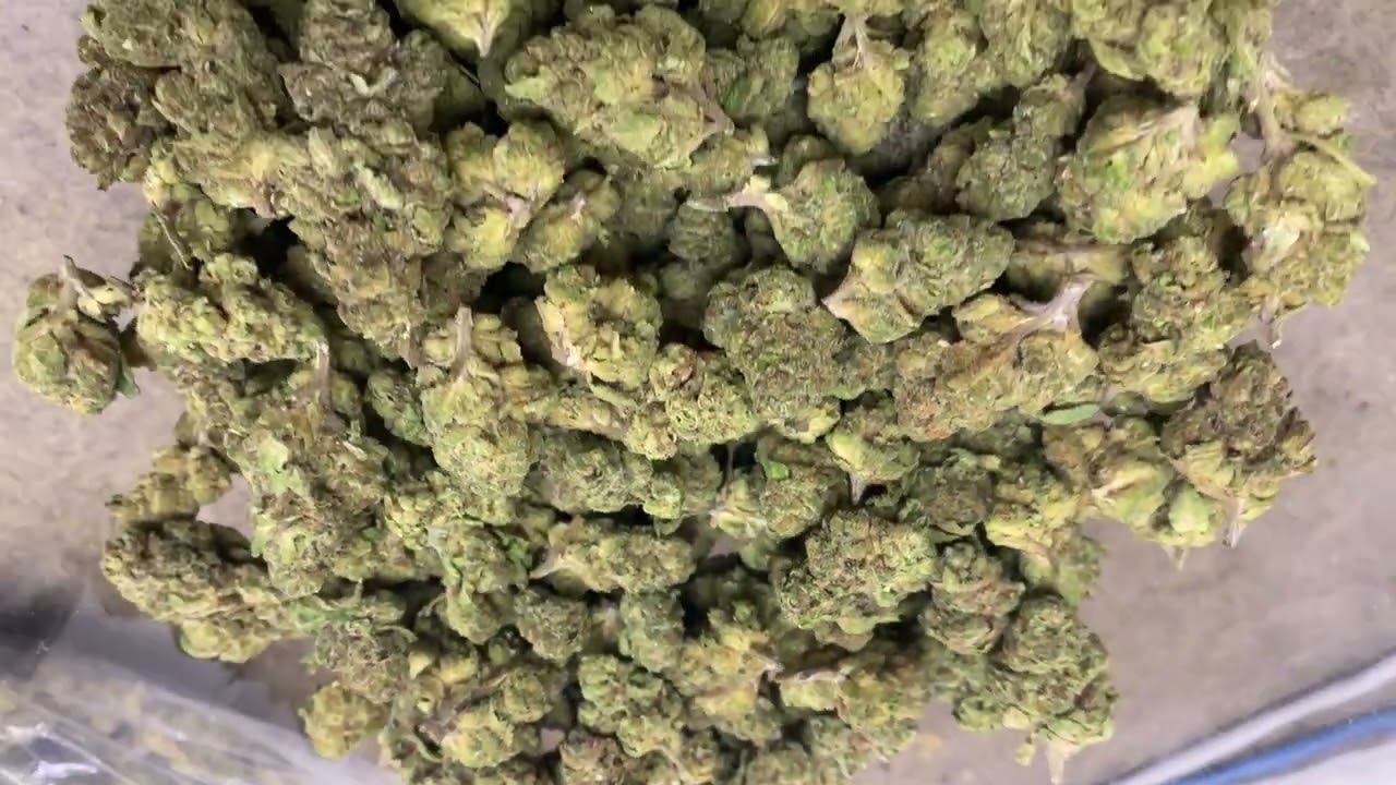 THCa Flower Pounds: Jealousy (Light Dep)