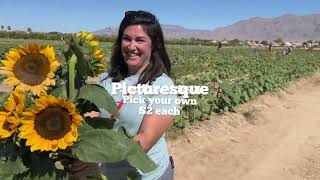 Gilcreast Orchard Pumpkin Patch. Go there first. Pick your own pumpkins. Halloween ideas!