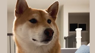 Shiba Inu Drooling For Hooman's Dinner | Super Shiba by Super Shiba 1,193 views 11 months ago 35 seconds