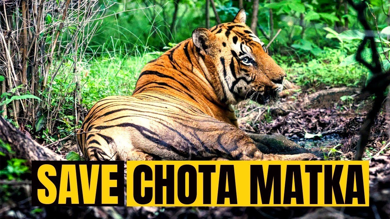 SAVE CHOTA MATKA I Urgent Health Update From Tadoba