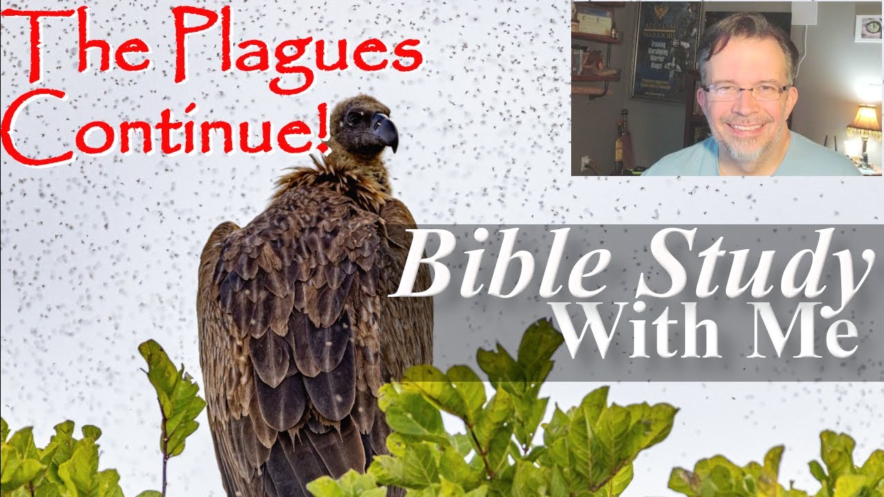 Exodus 8 - One More Night With the Frogs!