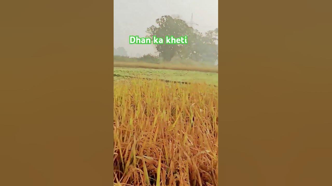 Dhan ke kheti #song #arijitsingh #music #bollywood #love