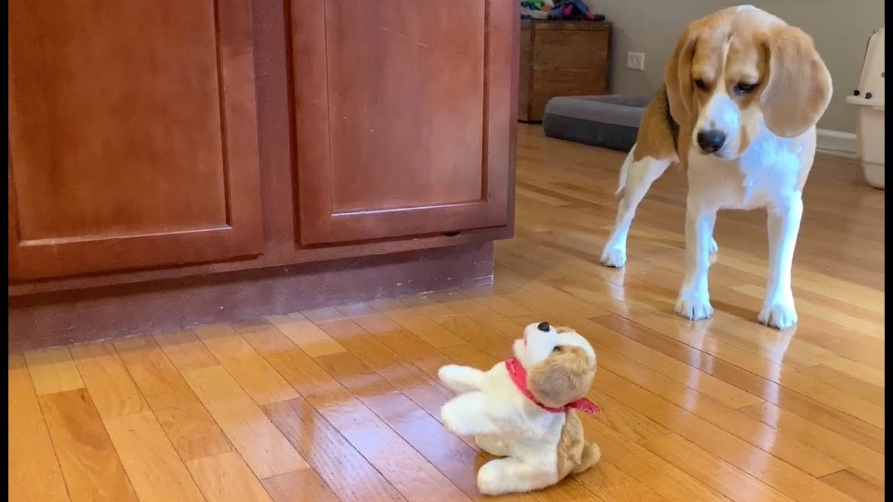 flipping dog toy