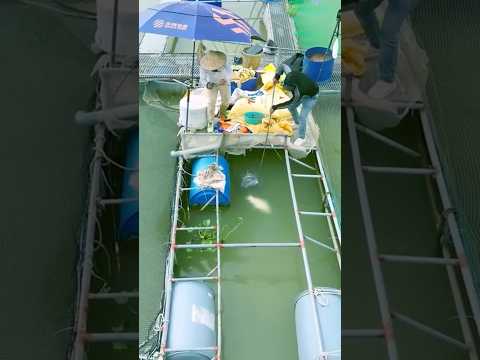 CÂU CÁ CHÉP KHỦNG Ở SÔNG THÁI BÌNH