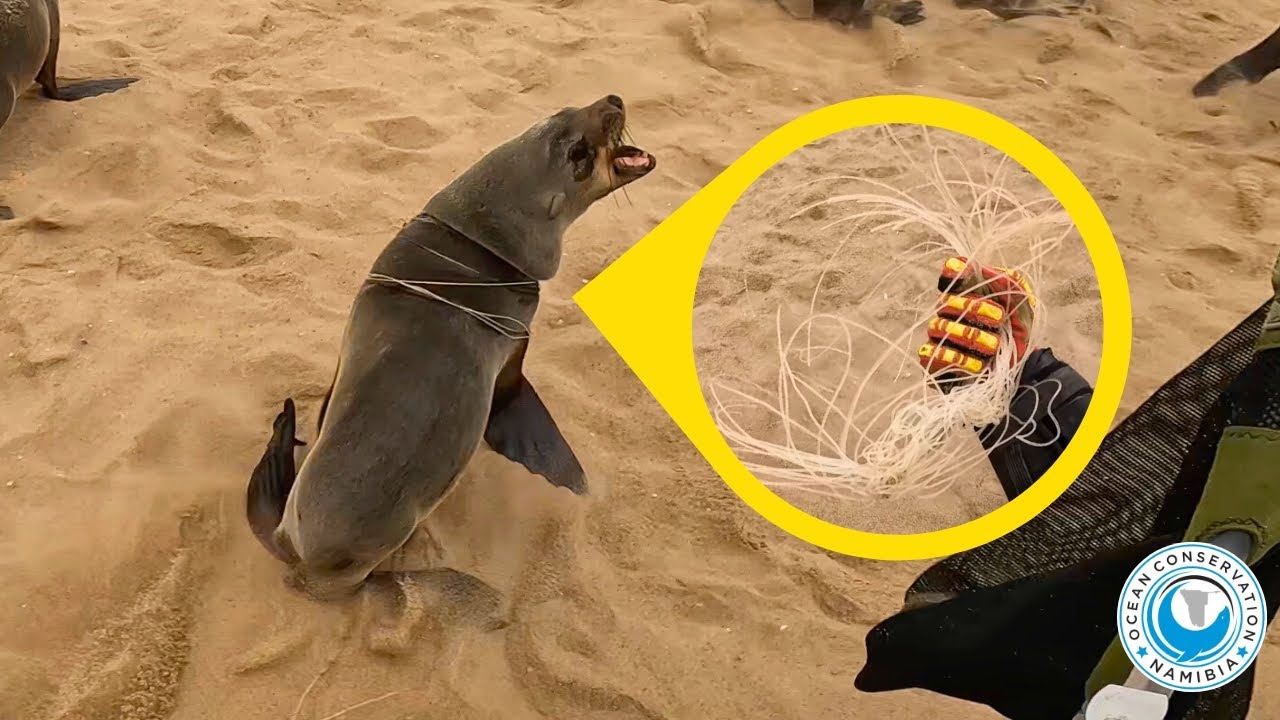 Trapped by Fishing Line Built to Kill – Seal Rescue in Action - YouTube