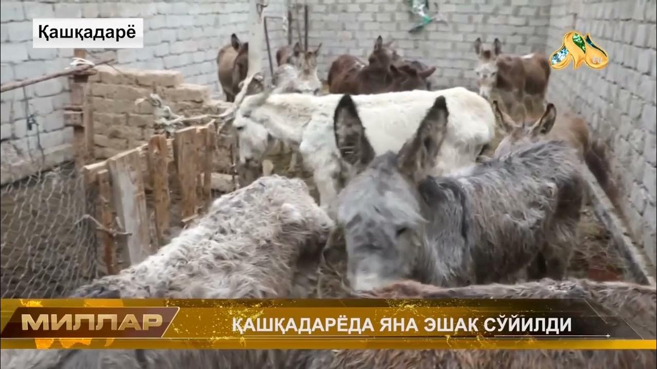 Yalangoch sochli qizlarning uy qurilishi fotosuratlari