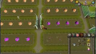 RuneScape Tithe Farming