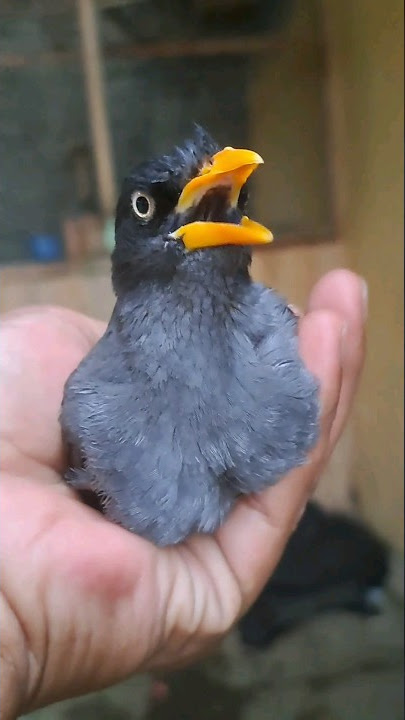 Coba,.Untuk pancingan bunyi jalak kebo Pagi Siang dan Malam hari